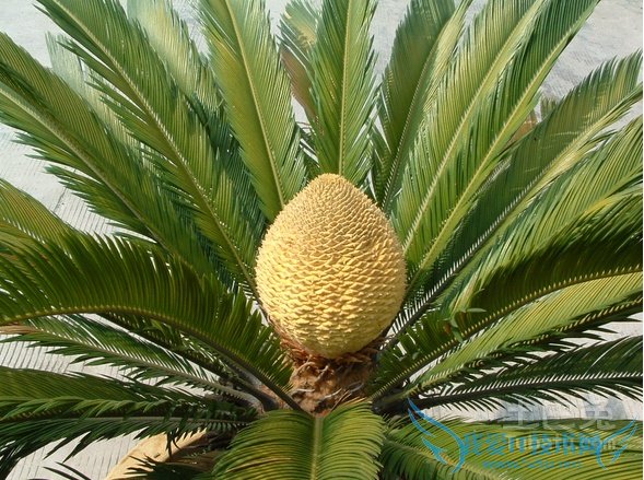 苏铁开花 苏铁开花