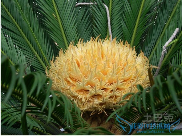 俗话说:“千年铁树开了花,万年果树要发芽”。苏铁开花实属罕见,由其在秦岭以北,大部分苏铁终生不开花。近日,我们公司一棵雄性苏铁首次开花:花高约45厘米,呈金黄色,层层叠出,烂漫摇曳,挺立于青绿的羽叶之中,人们对此纷纷称奇。 俗话说:“千年铁树开了花,万年果树要发芽”。苏铁开花实属罕见,由其在秦岭以北,大部分苏铁终生不开花。近日,我们公司一棵雄性苏铁首次开花:花高约45厘米,呈金黄色,层层叠出,烂漫摇曳,挺立于青绿的羽叶之中,人们对此纷纷称奇。