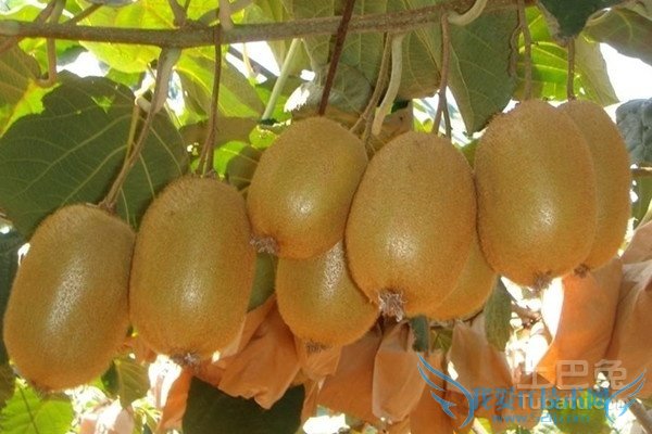 徐香猕猴桃种植技术 徐香猕猴桃种植技术