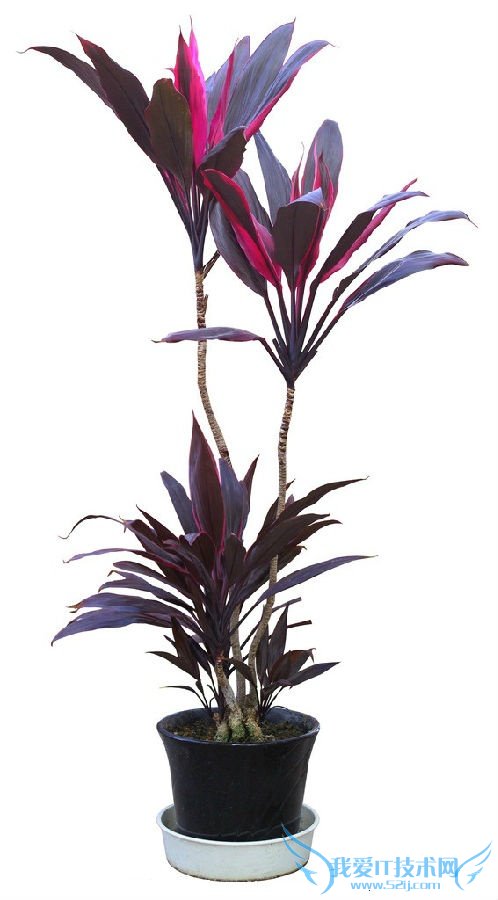 千年木的繁殖方法 想知道就看过来