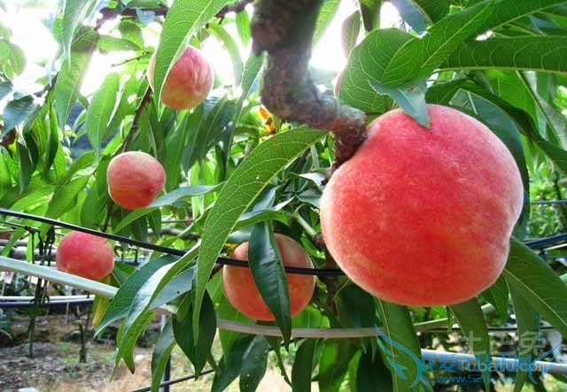 桃树嫁接 桃树嫁接