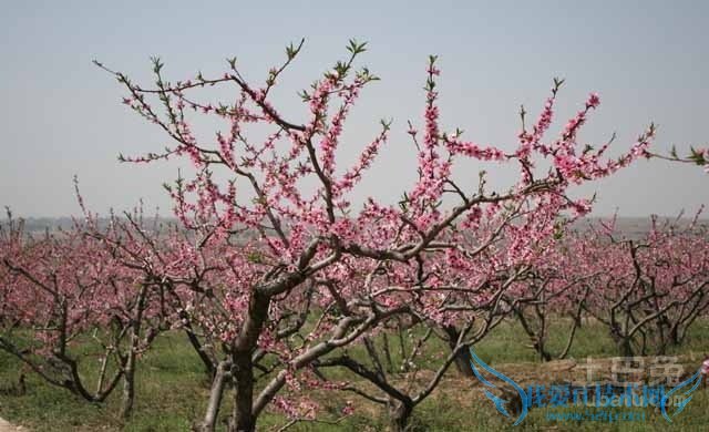 桃树嫁接 桃树嫁接