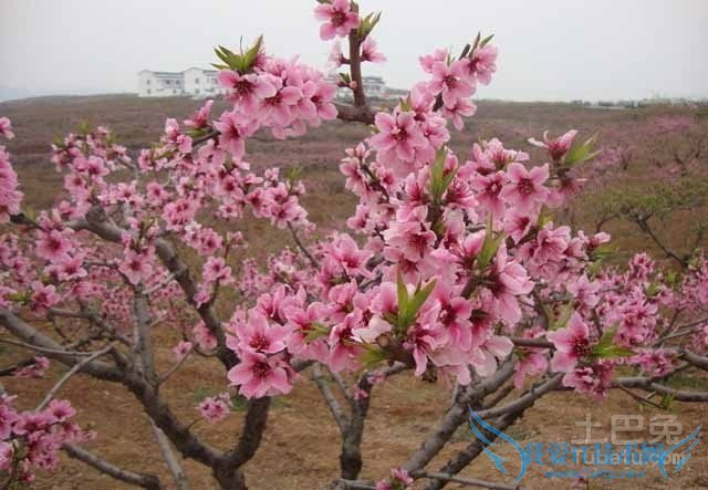 桃树嫁接 桃树嫁接