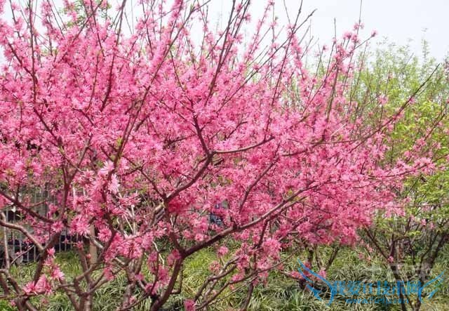 桃树嫁接 桃树嫁接