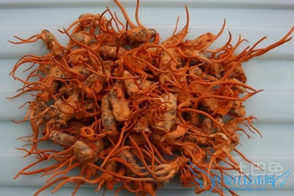 蛹虫草价格 蛹虫草价格