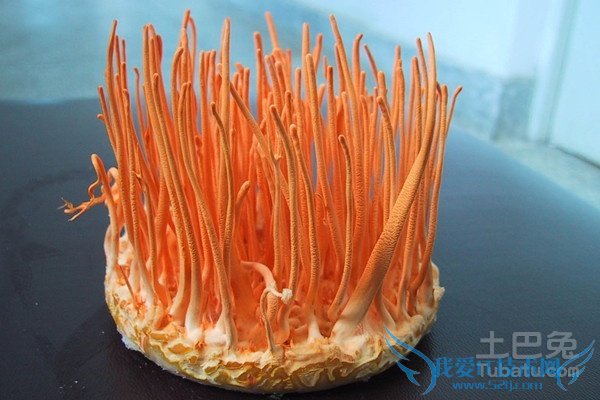 蛹虫草价格 蛹虫草价格