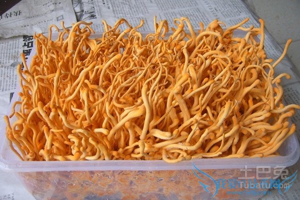 蛹虫草价格 蛹虫草价格