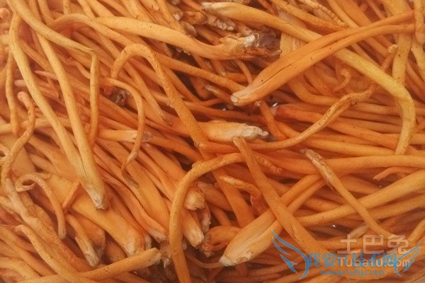 蛹虫草价格 蛹虫草价格