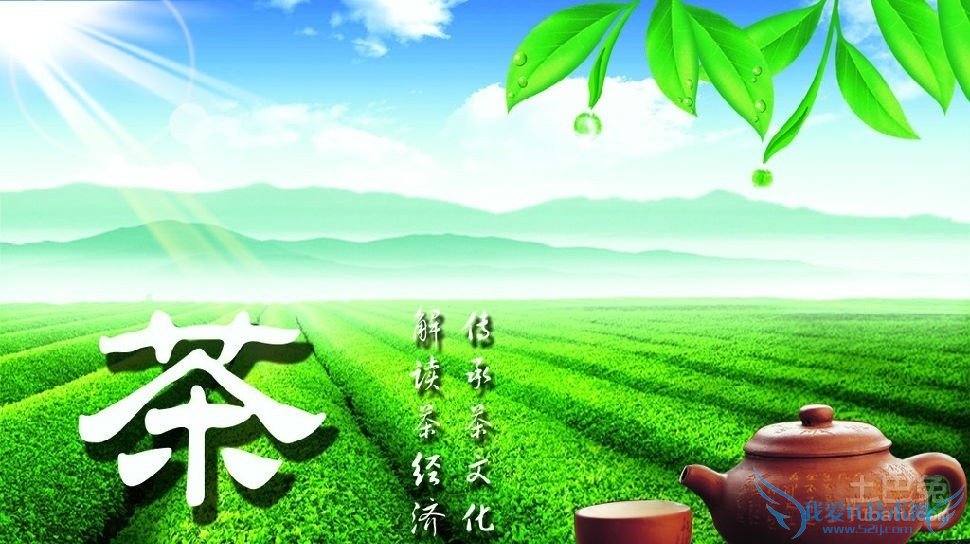 新疆罗布麻茶价格 新疆罗布麻茶价格