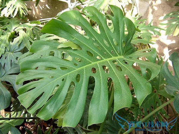 걳ķˮӦ ҾӺ÷ˮٲ