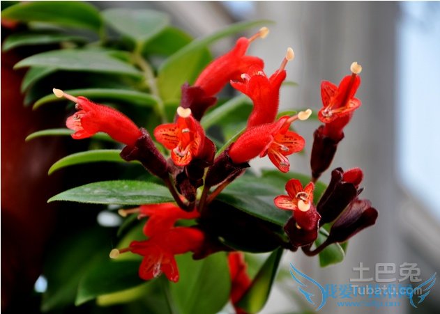 ں컨ں컨ڲŴڳͲ״޺ɫͬںһں컨ΪһС͹Ҷۻֲں컨ҶïɫɰڷڼҲͣǼ֮ͥʱмƷ