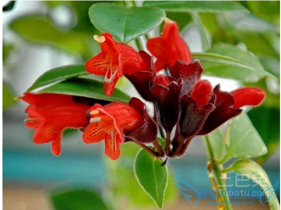 ں컨ں컨ڲŴڳͲ״޺ɫͬںһں컨ΪһС͹Ҷۻֲں컨ҶïɫɰڷڼҲͣǼ֮ͥʱмƷ