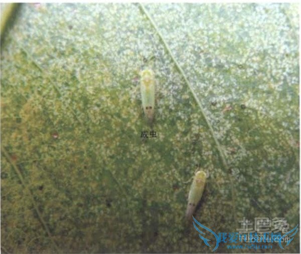 细叶榕虫害