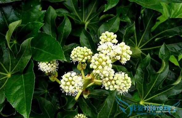 八角金盘的作用 告诉你八角金盘的四大用途