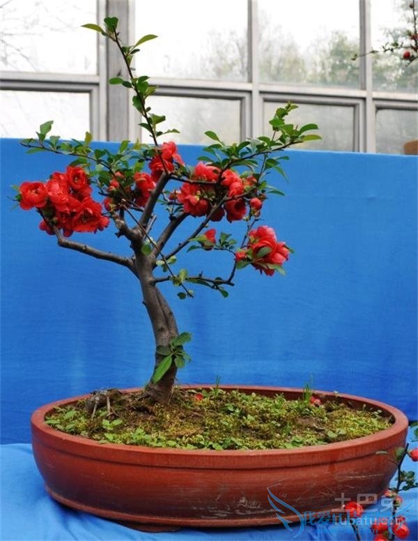 木瓜海棠盆景