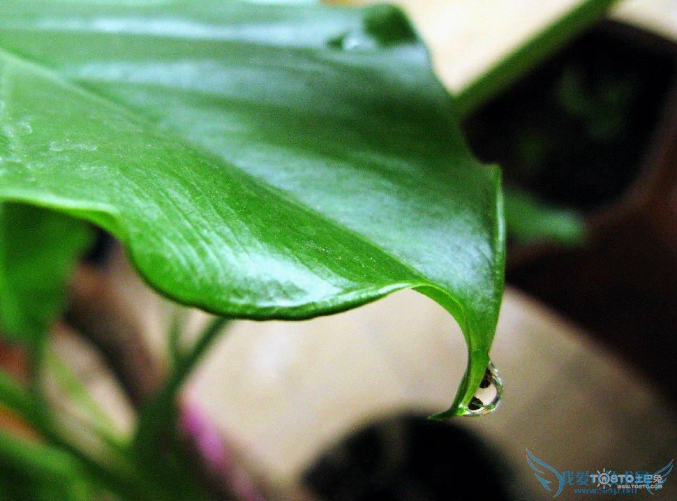 滴水观音叶子发黄