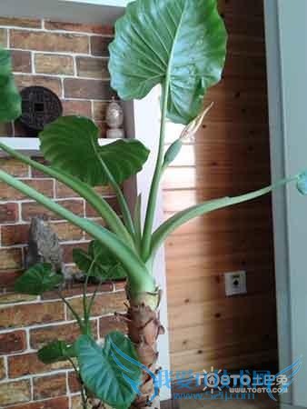 滴水观音叶子发黄