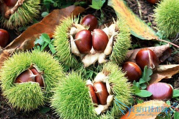 粟子的功效与作用 粟子的功效与作用