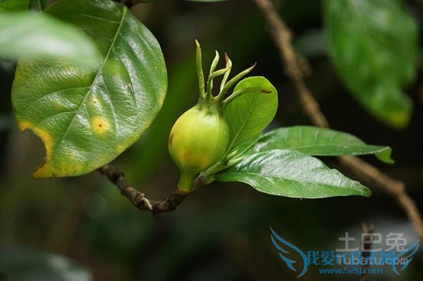 水栀子价格 水栀子价格