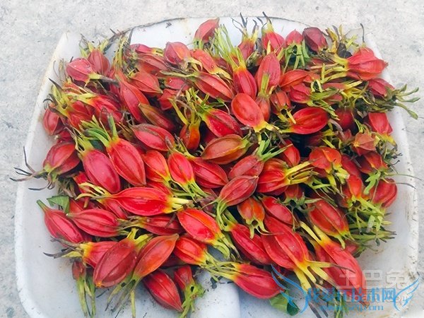 水栀子价格 水栀子价格