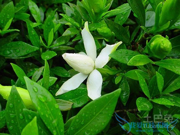 水栀子价格 水栀子价格