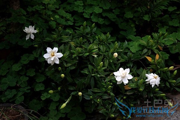 水栀子价格 水栀子价格