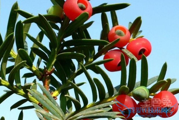 东北红豆杉与南方红豆杉的区别