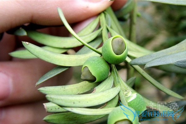 东北红豆杉与南方红豆杉的区别