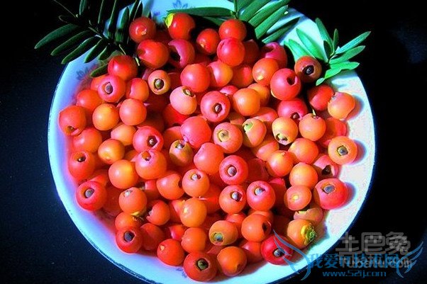 东北红豆杉与南方红豆杉的区别