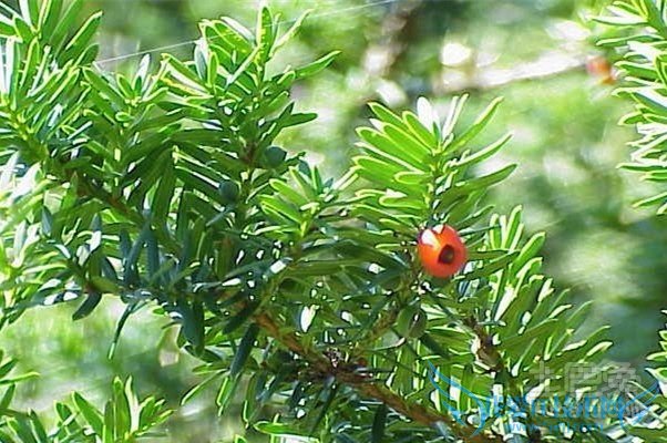 东北红豆杉与南方红豆杉的区别