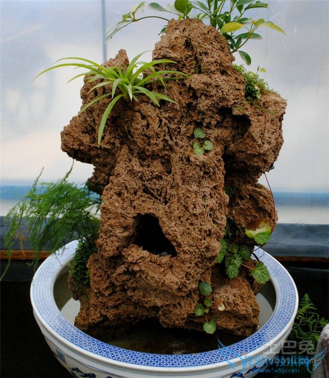 上水石盆景养护