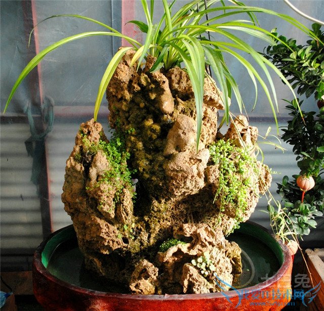 上水石盆景养护