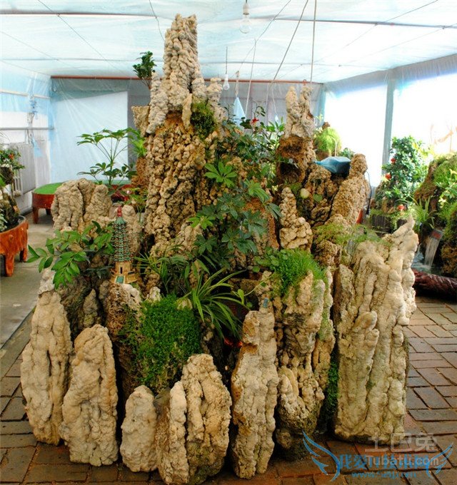 上水石盆景养护