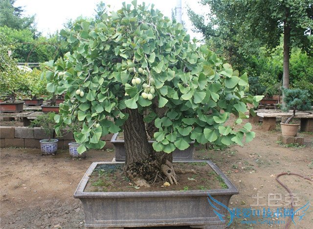 银杏盆景养护 银杏盆景养护