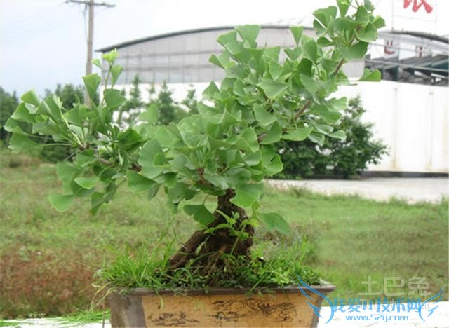 银杏盆景养护 银杏盆景养护