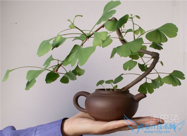 银杏盆景养护 银杏盆景养护