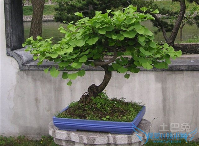 银杏盆景养护 银杏盆景养护