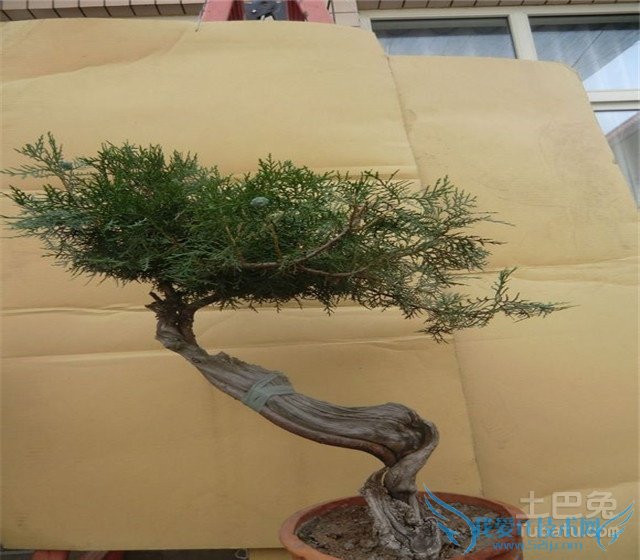崖柏盆景