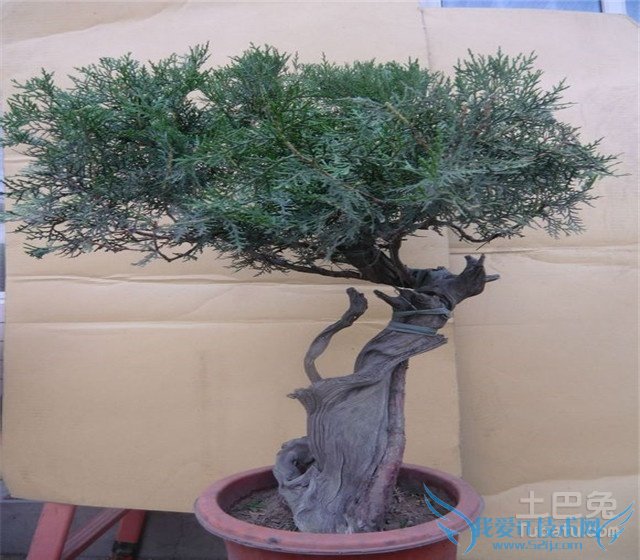 崖柏盆景