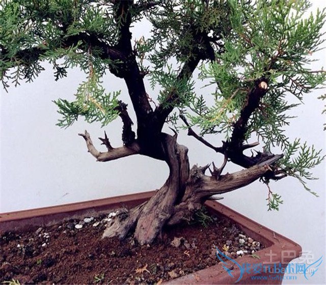 崖柏盆景