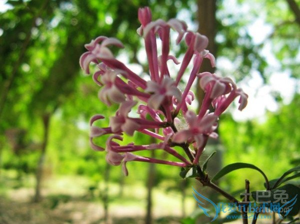 小叶丁香盆景 小叶丁香盆景