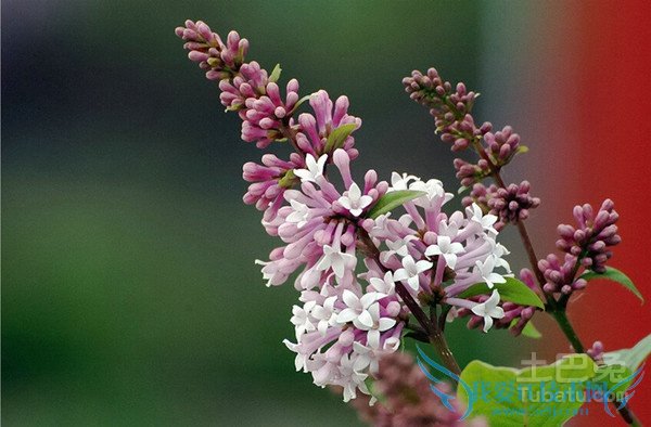小叶丁香盆景 小叶丁香盆景
