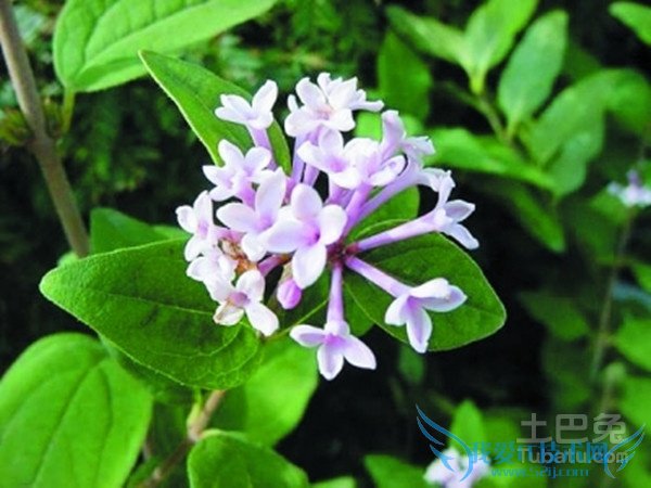 小叶丁香盆景 小叶丁香盆景