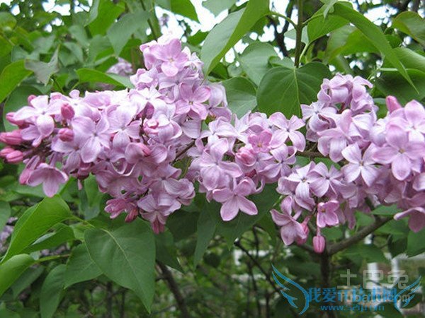 小叶丁香盆景 小叶丁香盆景