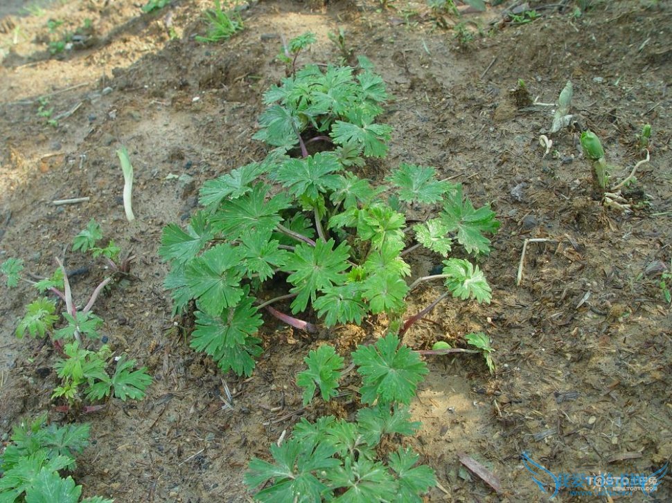 草乌的功效与作用及食用方法