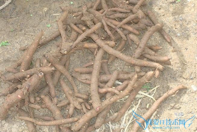 草乌的功效与作用及食用方法