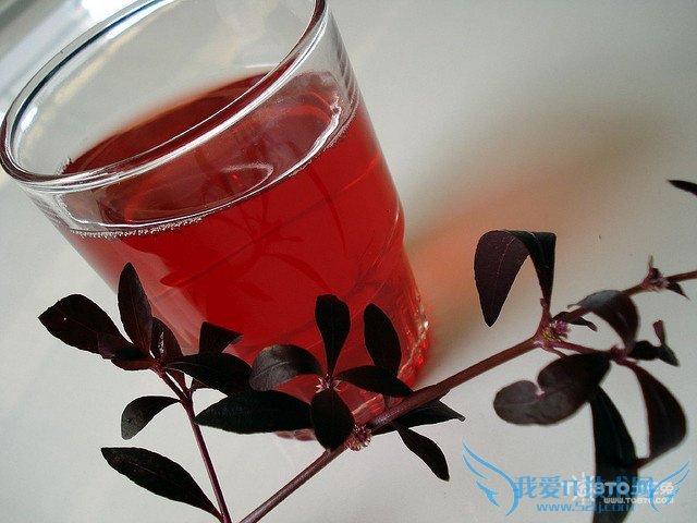 草乌的功效与作用及食用方法