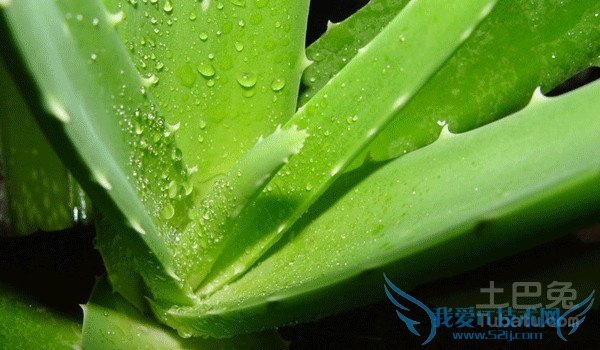 库拉索芦荟怎么吃 库拉索芦荟怎么吃