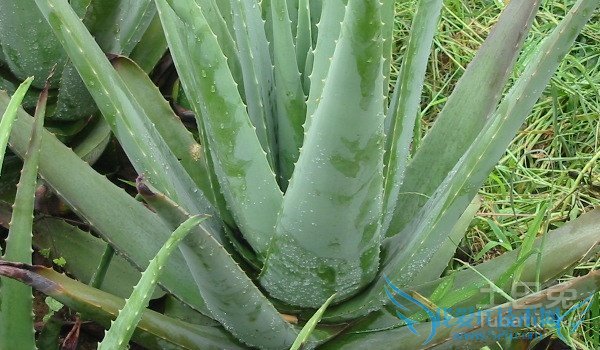 库拉索芦荟怎么吃 库拉索芦荟怎么吃