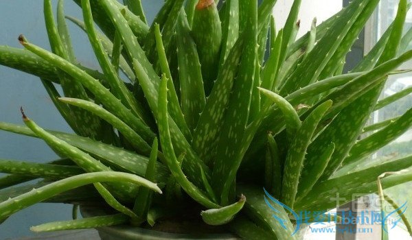 库拉索芦荟怎么吃 库拉索芦荟怎么吃